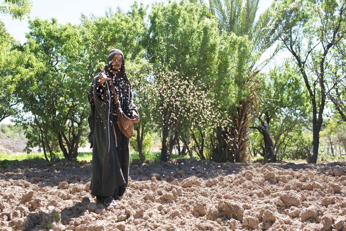 The Parable of the Sower: The Wild Generosity of Grace